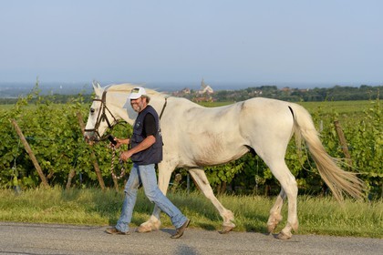 France, Bas-Rhin (67), Route des Vins d'Alsace, Andlau, homme et son cheval
