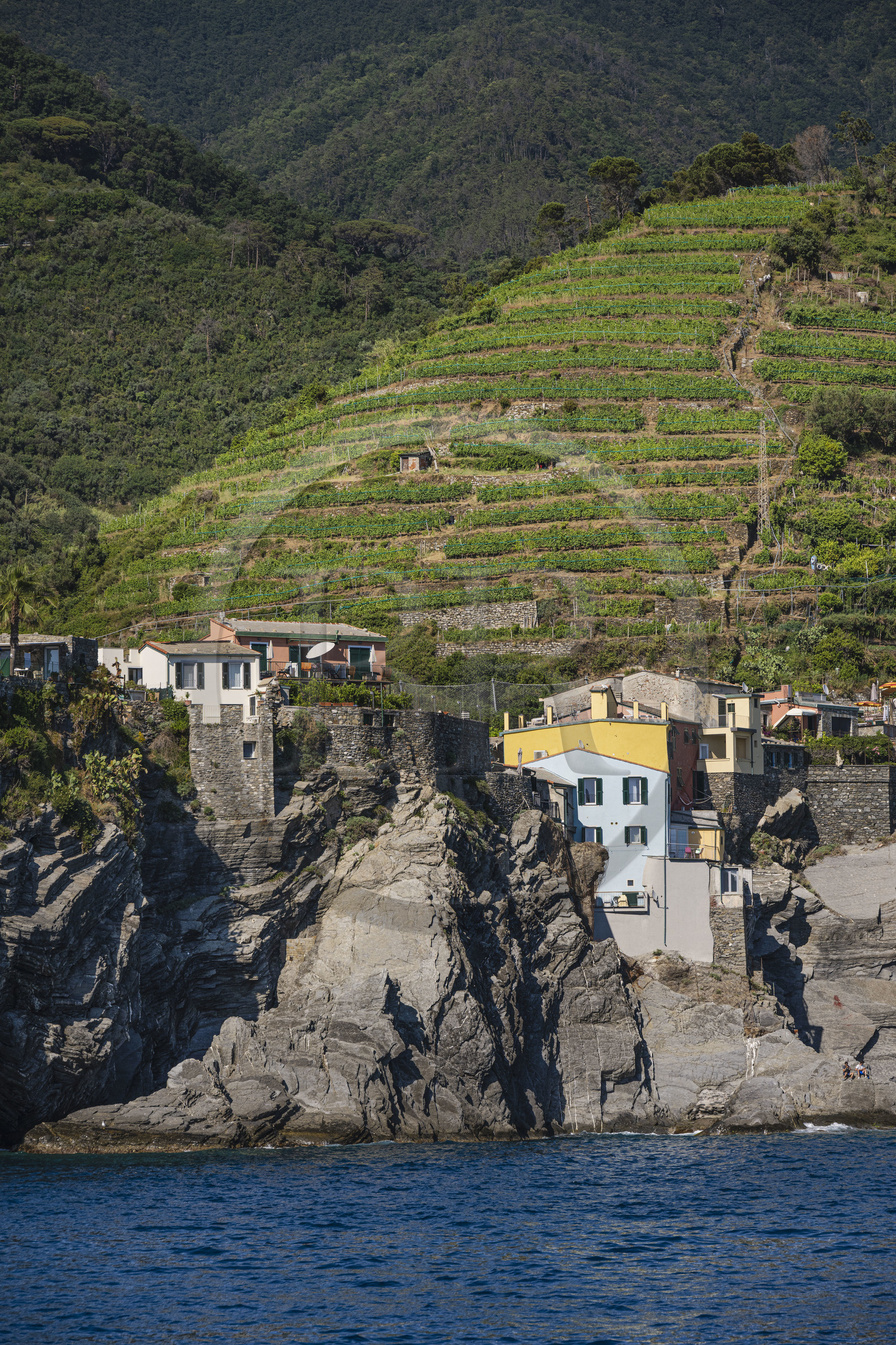 Italy, Liguria, Cinque Terre National Park listed as World Heritage by UNESCO, village of Vernazza surrounded by the vineyard