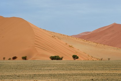 Namibie, région d'Hardap, désert du Namib, parc national du Namib-Naukluft, Erg du Namib classé Patrimoine Mondial de l'UNESCO, dunes de Sossusvlei