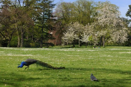 France, Paris (75), le Bois de Boulogne, parc de Bagatelle, paon