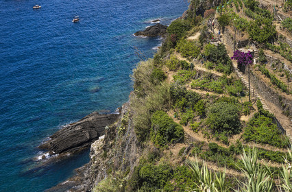 Italie, Ligurie, Cinque Terre, parc national des Cinque Terre classé Patrimoine Mondial de l'UNESCO, village de Vernazza, randonneurs sur le sentier du littoral GR 592 passant dans le vignoble en terrasse entre Monterosso et Vernazza