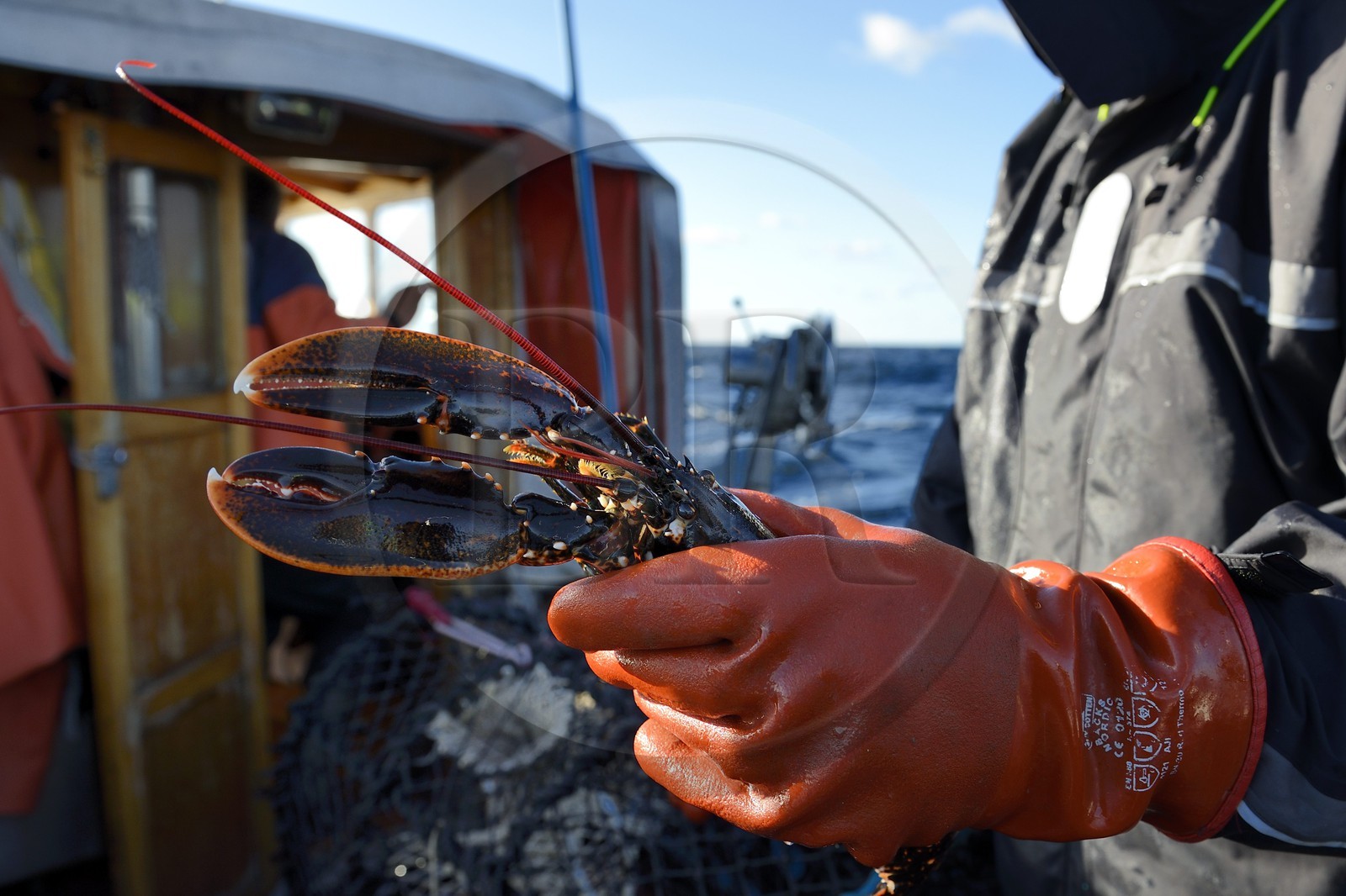 Suède, Västra Götaland, Iles Koster, sortie en mer pour récupérer les casiers à homards, homard