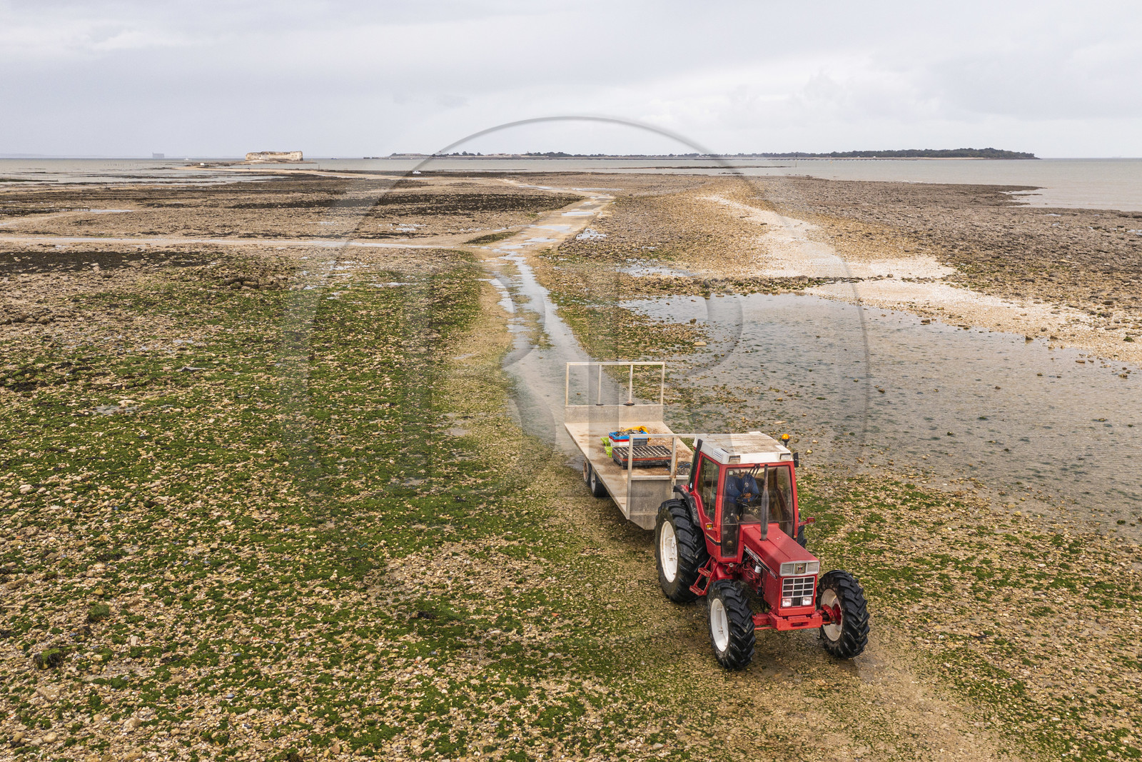 France, Charente-Maritime (17), Fouras, tracteur dans les parcs à huitres, ostreiculteur récoltant des poches à la Pointe de la Fumée à marée basse, le Fort Enet et l'Ile d'Aix en arrière plan (vue aérienne)