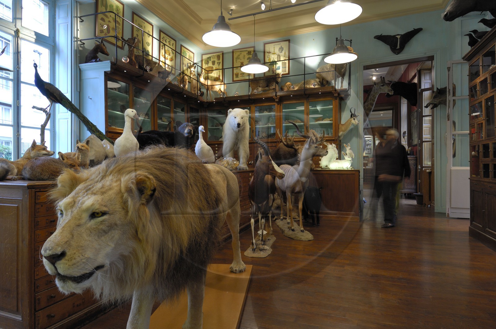 France, Paris (75), le taxidermiste Deyrolle rue du bac