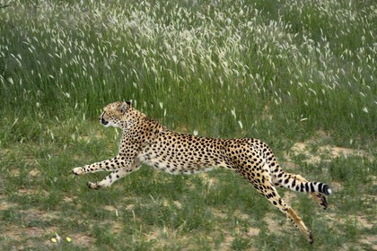 Namibie, Otjiwarongo, Cheetah Conservation Fund, centre de recherche et d'éducation, guépard (Acinonyx jubatus) entrainé à courir pour rester en forme et sain
