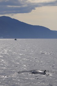Canada, Quebec Province, Manicouagan, Tadoussac, humpback whale in the Gulf of Saint Lawrence