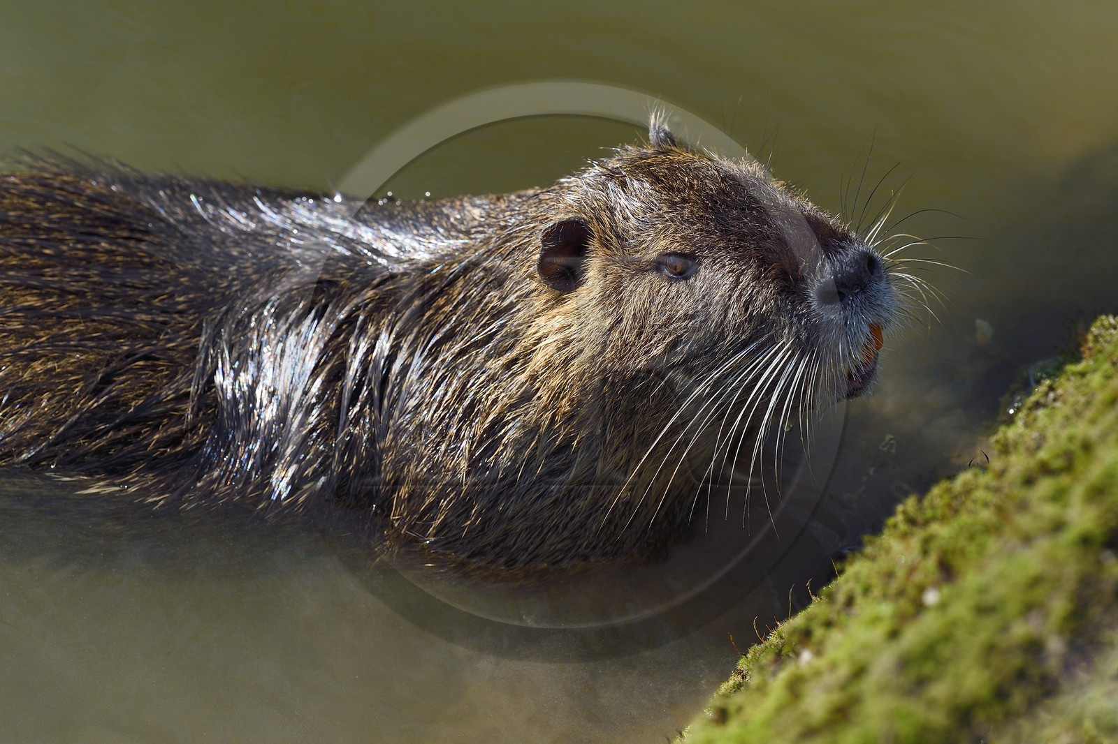 France, Val de Marne, the Marne riverside, Bry sur Marne, coypu also known as the nutria (Myocastor coypus)