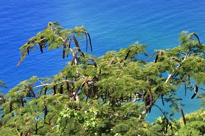 Caraïbes, Ile de la Dominique, baie de Soufrière, flamboyant (Delonix regia) et ses fruits