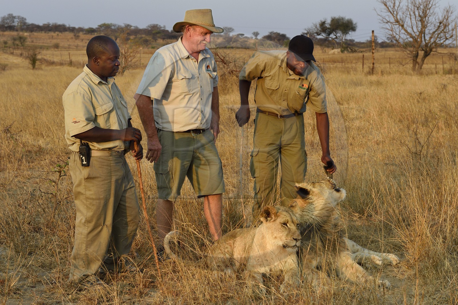 Zimbabwe, province des Midlands, Gweru, Antelope Park qui abrite ALERT (African Lion and Environmental Research Trust), marche à pied en compagnie de lions dans la brousse, le managing director Gary Jones et des guides - dresseurs