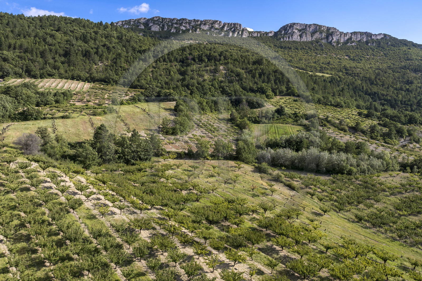France, Drôme (26), parc naturel régional des Baronnies provençales, Bésignan, vallée de l’Ennuye, culture de l'abricot (vue aérienne)