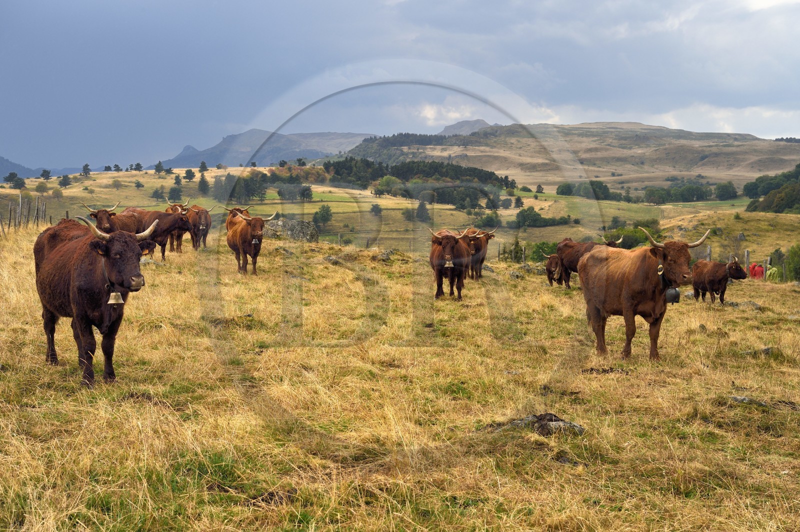 France, Cantal, Parc Naturel Régional des Volcans d'Auvergne (regional nature park of Auvergne volcanoes), Chastel-sur-Murat plateau on the Way of St. James to Santiago de Compostela by Via Arverna, Salers cows in the meadows