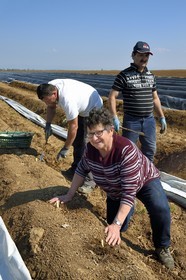 France, Bas Rhin, Fessenheim-Le-Bas, harvest of white asparagus in a field of the Weckel Farm, Helene Weckel