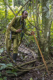 Rwanda, Province de l’Ouest, Nyakabuye, Parc national de Nyungwe, forêt tropicale humide naturelle de Cyamudongo, le garde de African Parks Claver Ntoyinkima sur la piste des chimpanzés tenant son talkie walkie