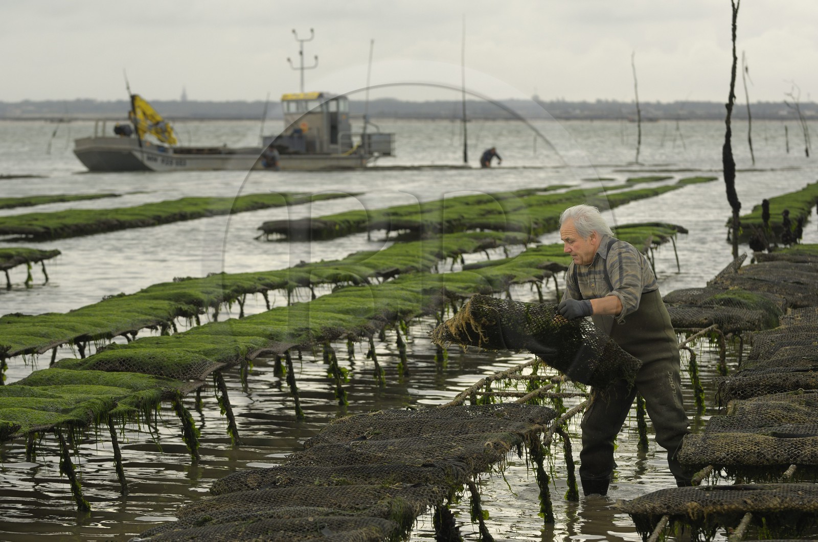 France, Charente-Maritime (17), le bassin Marrennes-Oléron au large de l'Ile d'Oléron, l'ostréiculteur André Massé dans un de ses parcs à huîtres