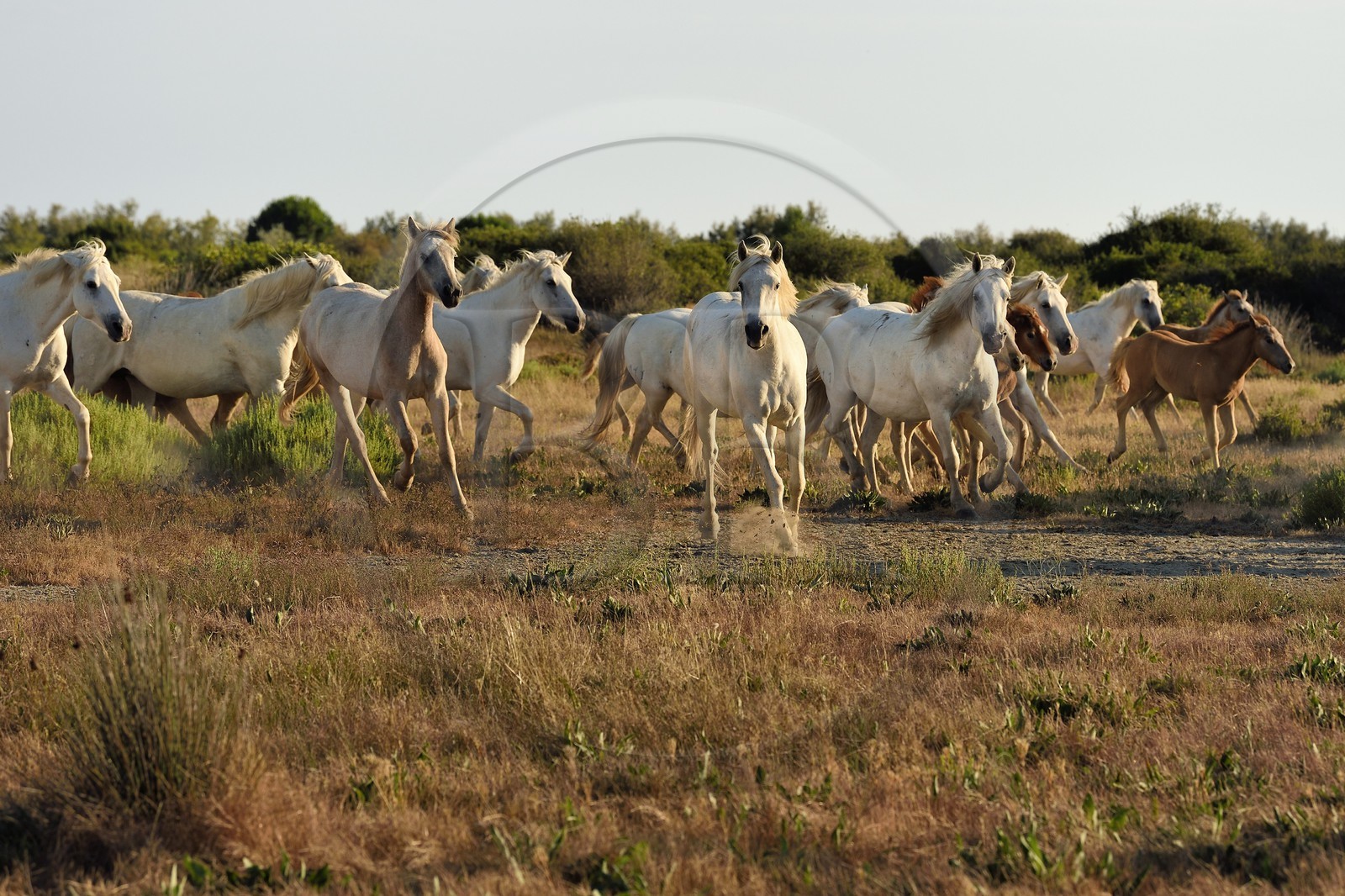 France, Bouches-du-Rhône (13), Parc naturel régional de Camargue, vers l'étang de Malagroy, manade Jacques Mailhan, chevaux de Camargue dans la sansouire