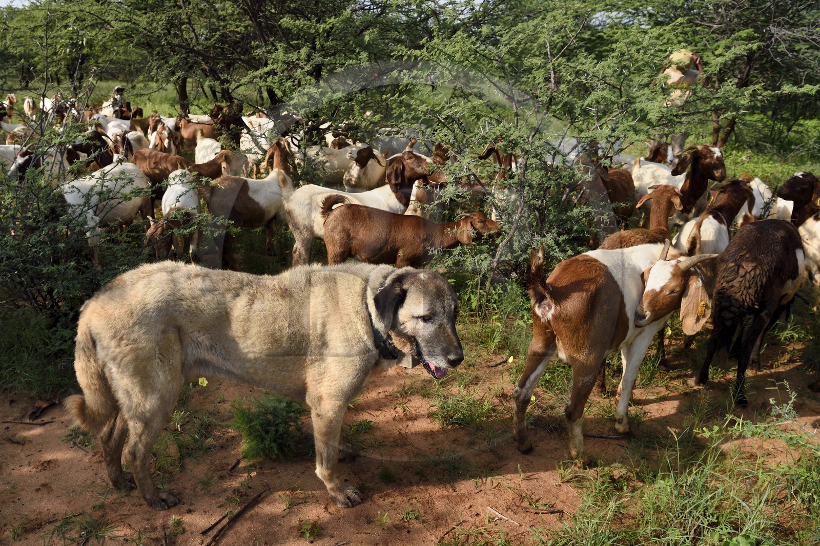 Namibie, Otjiwarongo, Cheetah Conservation Fund, centre de recherche et d'éducation, le Livestock Guarding Dog Program (programme chien de garde du bétail) du CCF a été très efficace pour réduire les taux de prédation et ainsi aussi l'inclinaison des agriculteurs à piéger ou tirer sur des guépards, chien Berger d'Anatolie aussi connu sous le nom de Kangal surveillant un troupeau de chèvres Boer et de moutons Damara