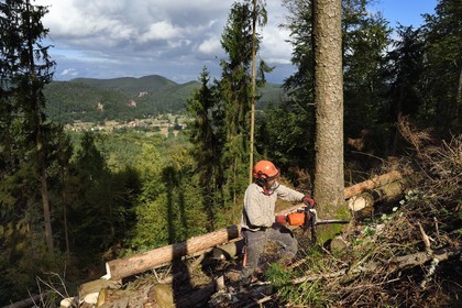 France, Bas Rhin, Northern Vosges Regional Natural Park, Obersteinbach, Steinbach national forest, logger Emmanuel Birgel cutting spruce trees sick by bark beetles underneath the ruins of the Wittschloessel fort