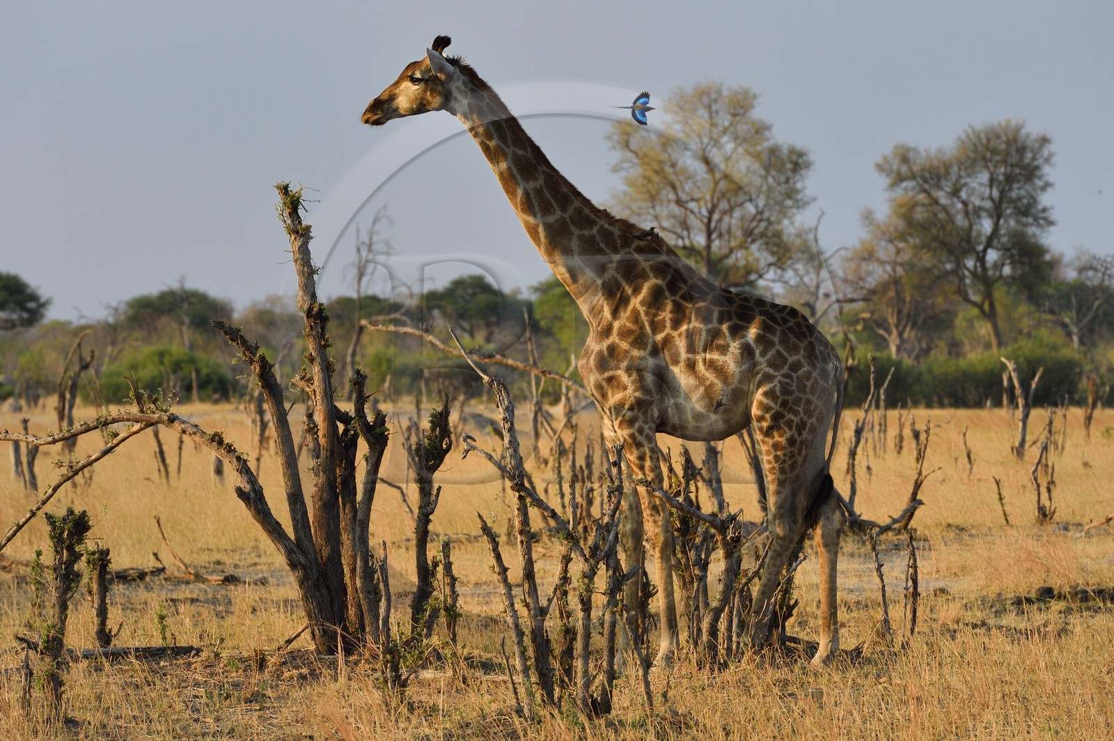 Zimbabwe, province de Matabeleland septentrional, parc national Hwange, une girafe (Giraffa camelopardalis) et Rollier à longs brins (Coracias caudatus)