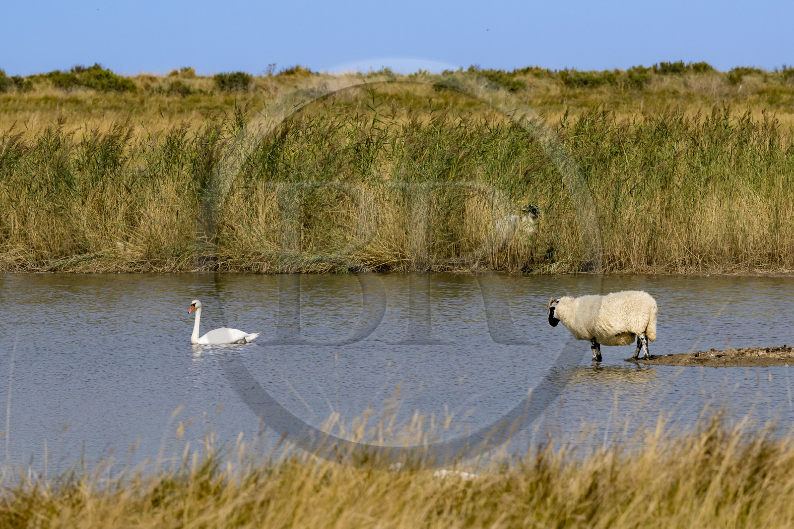 France, Charente-Maritime (17), Saintonge, Saint-Froult, réserve naturelle Moeze-Oléron dans la zone du marais de Brouage, élevage de moutons Scottish Blackface