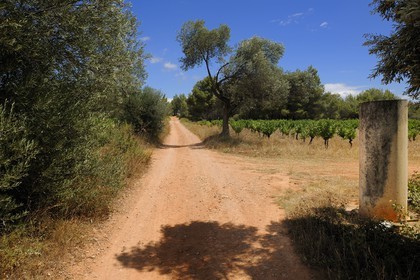 France, Herault, region of Pinet, the Via Domitia and roman Milestone, section bassin of Thau, outside of cities it is a dirt track on laminated layers of gravel and crushed stone