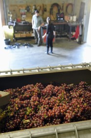 France, Haut-Rhin (68), Route des vins d'Alsace, Bergheim, Domaine viticole Marcel Deiss, grappes de raisin dans le pressoir