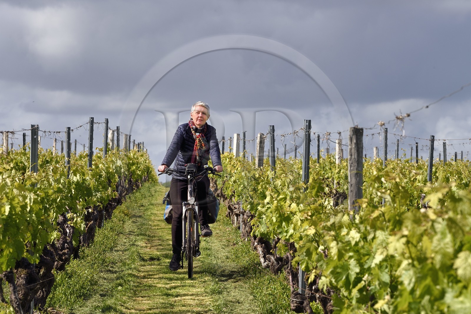 France, Charente-Maritime (17), Saint-Bris-des-Bois, cycliste dans les vignes faisant la véloroute La Flow Vélo