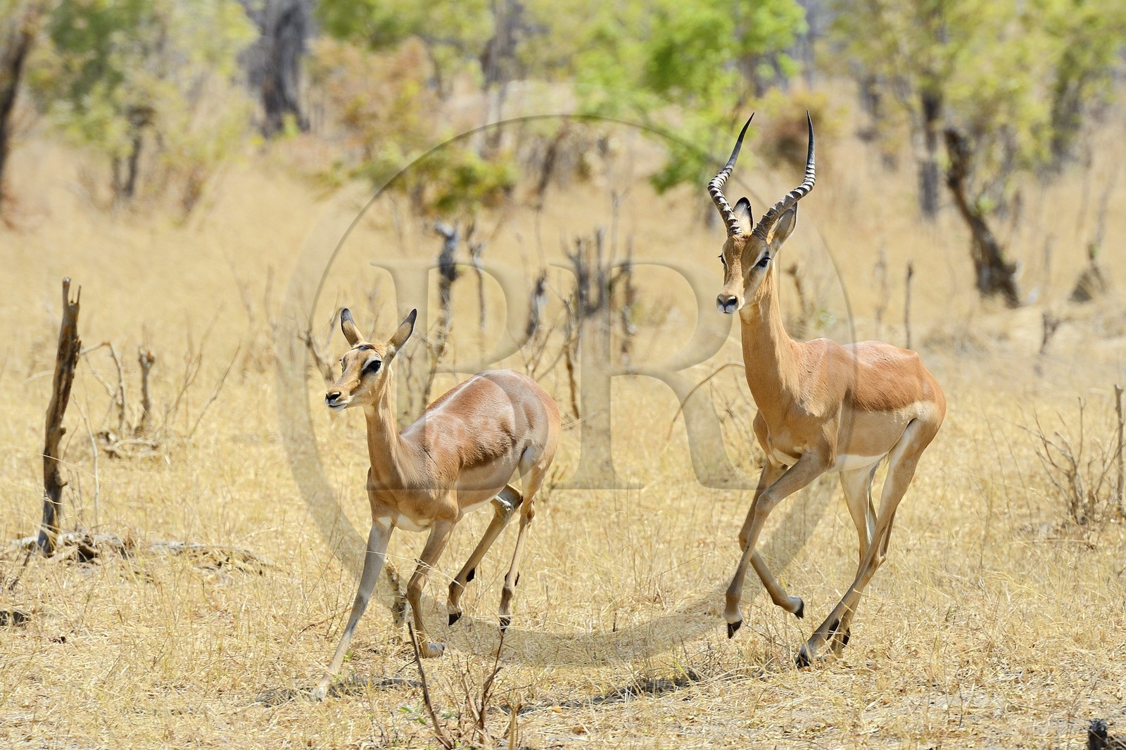 Zimbabwe, province de Matabeleland septentrional, parc national Hwange, impala (Aepyceros melampus)