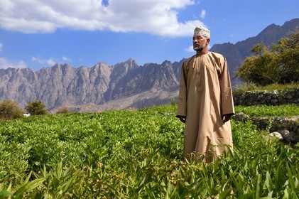 Sultanat d'Oman, Gouvernorat d'Al-Batina du Sud, Hajar occidental, Wadi Mistall, village de Wakan (Wukan), homme en habit traditionnel dans les cultures en terrasse qui dominent le village, champs de fèves et lentilles