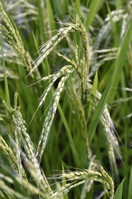 Philippines, Ifugao province, Banaue rice terraces around the village of Batad, listed as World Heritage by UNESCO, rice plant