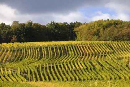 France, Bas-Rhin (67), Itterswiller, la vigne