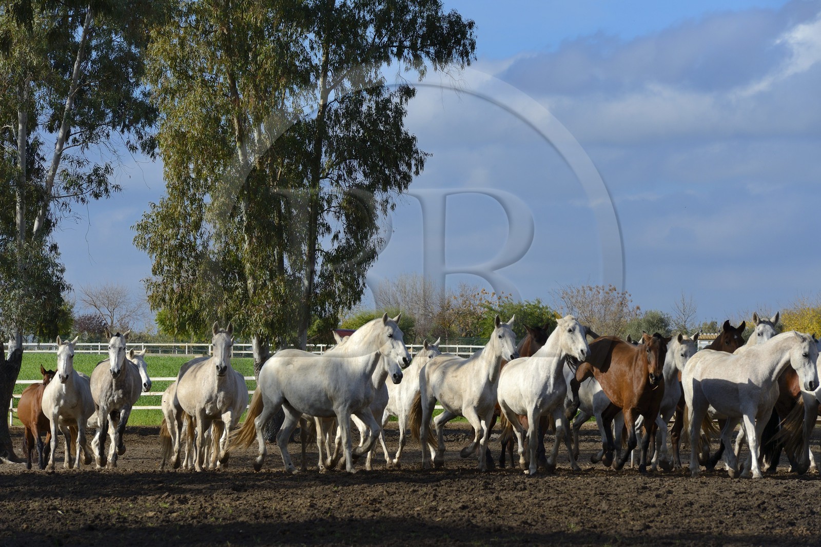 Spain, Andalusia, Seville Province, Utrera, the Ayala stud farm (Yeguada Ayala), Andalusian horse also known as the Pure Spanish Horse or PRE (Pura Raza Espanola)
