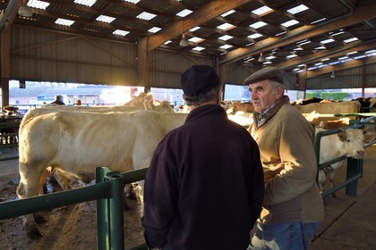 France, Seine Maritime, Forges les eaux, livestock market (mainly cows), negotiations between buyers and sellers are by mutual agreement