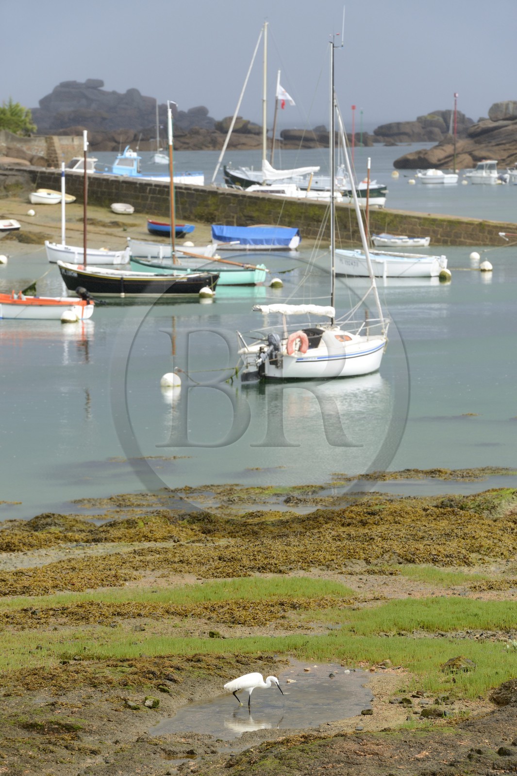 France, Côtes-d'Armor (22), Côte de Granit Rose, Trégastel, Aigrette garzette (Egretta garzetta) devant l'Ile Renote