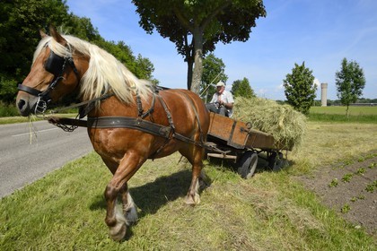 France, Bas-Rhin (67), le Grand Ried, Muttersholtz, agriculteur ramassant le foin