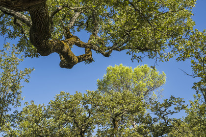 France, Var (83), Provence Verte, Bras, Académie du Bain de Forêt Provençale, forêt du domaine Le Peyrourier - une campagne en Provence
