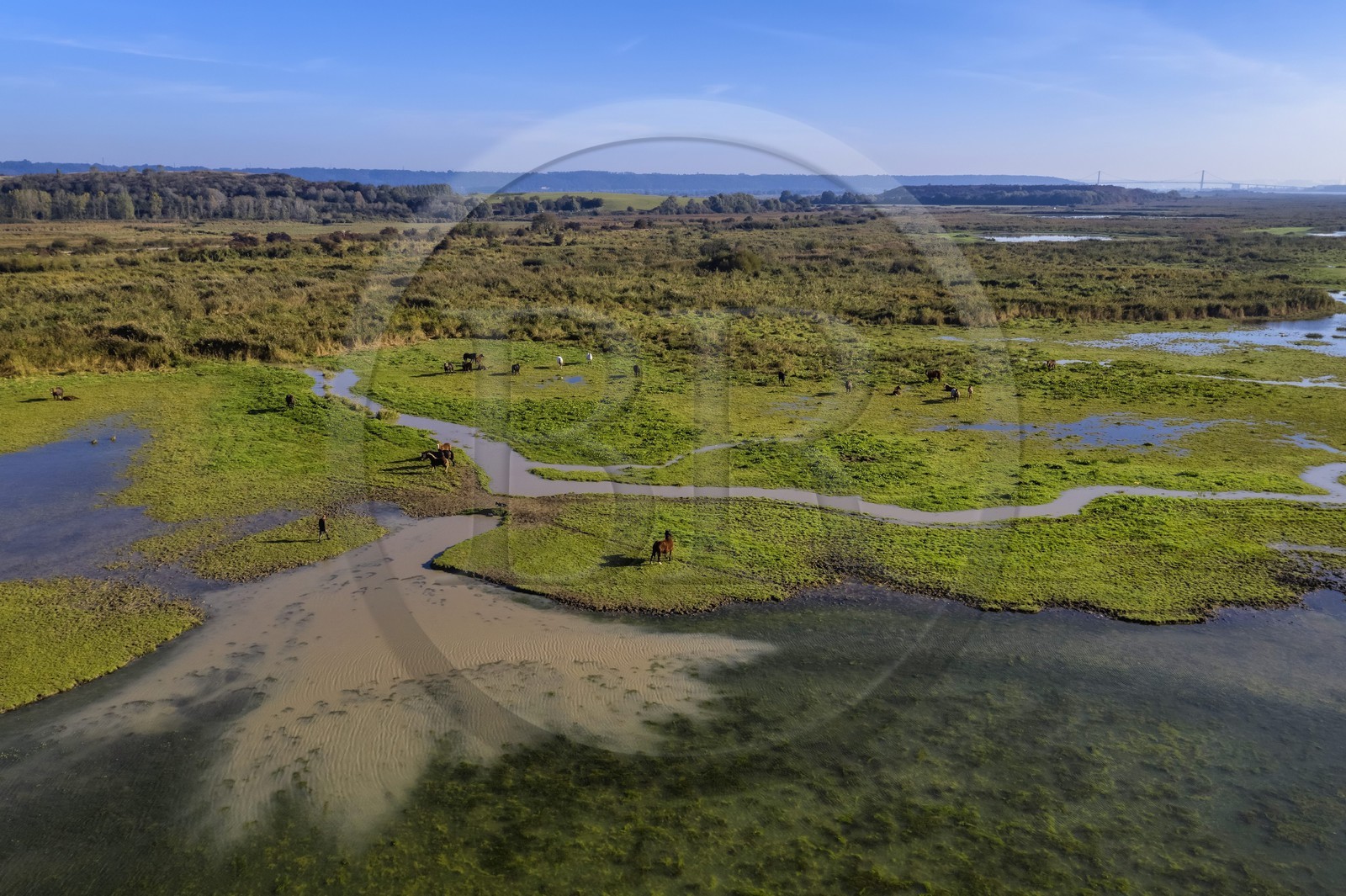 France, Seine Maritime, Natural Reserve of the Seine estuary, herd of horses, the Tancarville bridge in the background (aerial view)