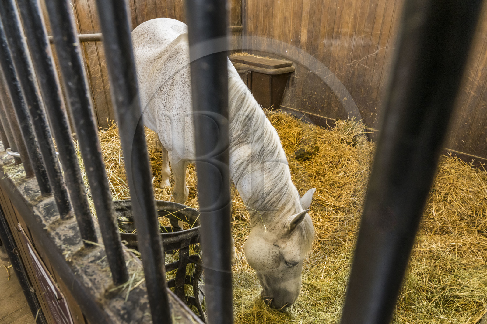 France, Oise (60), Chantilly, le chateau de Chantilly, les Grandes Ecuries, musée du Cheval, les deux nefs accueillent des stalles pour les chevaux
