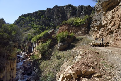 Azerbaijan, Quba (Guba) region, Greater Caucasus mountain range, along Xinaliq Yolu road towards Khinalug, shepherd and his flock of sheep in the Qudialchai valley