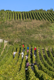 France, Côte-d'Or (21), les climats de Bourgogne classés Patrimoine Mondial de l'UNESCO, Route des Grands Crus, vignoble de la Côte de Beaune, Volnay, vendanges dans les vignes du domaine Cluzeaud Volnay 1er Cru Pitures à partir du cépage Pinot noir