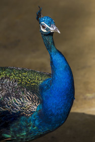 Spain, Andalusia, Seville, the Alcazar of Seville (Reales Alcazares de Sevilla), listed as World Heritage by UNESCO, peacock in the gardens