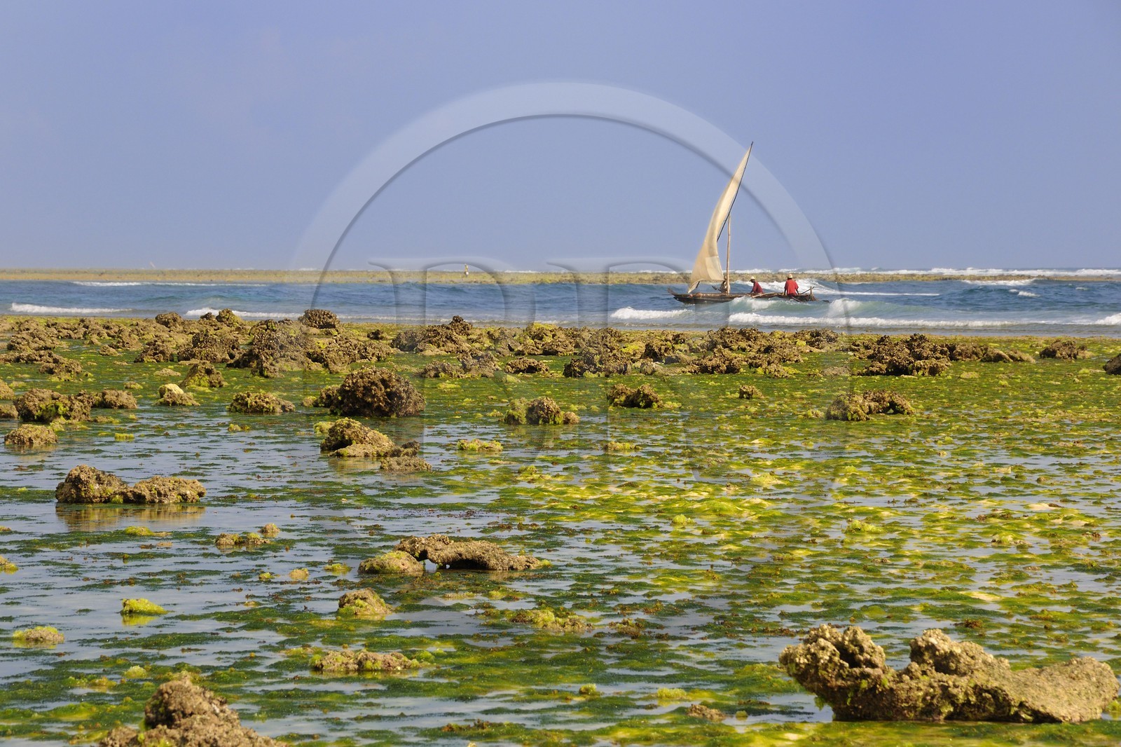 Tanzania, Zanzibar Archipelago, Unguja island (Zanzibar), southeast coast, Bwejuu, fishermen on a dhow (traditional Arab sailing vessels) passing the coral reef