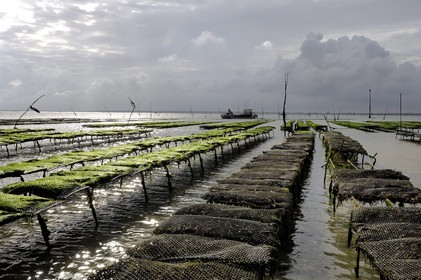 France, Charente-Maritime (17), le bassin Marrennes-Oléron au large de l'Ile d'Oléron, les parcs à huîtres