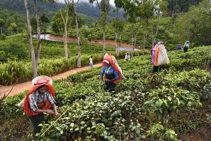 Sri Lanka, Province d'Uva, Bandarawela, femme tamoul travaillant à la cueillette des feuilles dans une plantation de thé