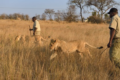 Zimbabwe, Midlands Province, Gweru, Antelope Park home to ALERT (African Lion and Environmental Research Trust), lion (panthera leo) walk through the bush by guides - handlers
