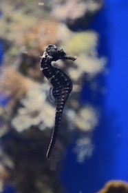 Principauté de Monaco, Monaco, le musée océanographique, hippocampe doré