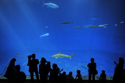 Etats-Unis, Californie, Monterey, le Monterey Bay Aquarium dans Cannery Row
