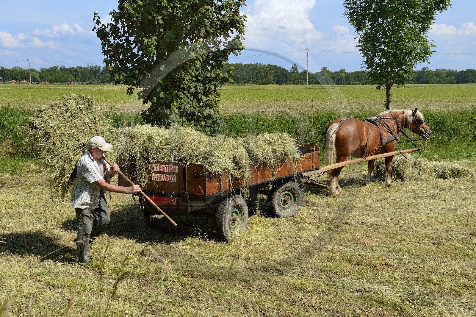 France, Bas-Rhin (67), le Grand Ried, Muttersholtz, agriculteur ramassant le foin