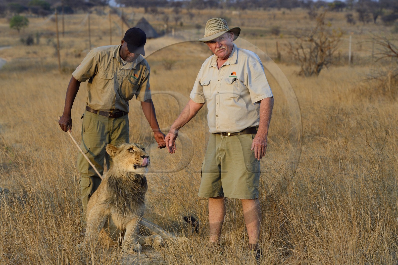 Zimbabwe, Midlands Province, Gweru, Antelope Park home to ALERT (African Lion and Environmental Research Trust), lion walk through the bush, the managing director Gary Jones and his guides - handlers
