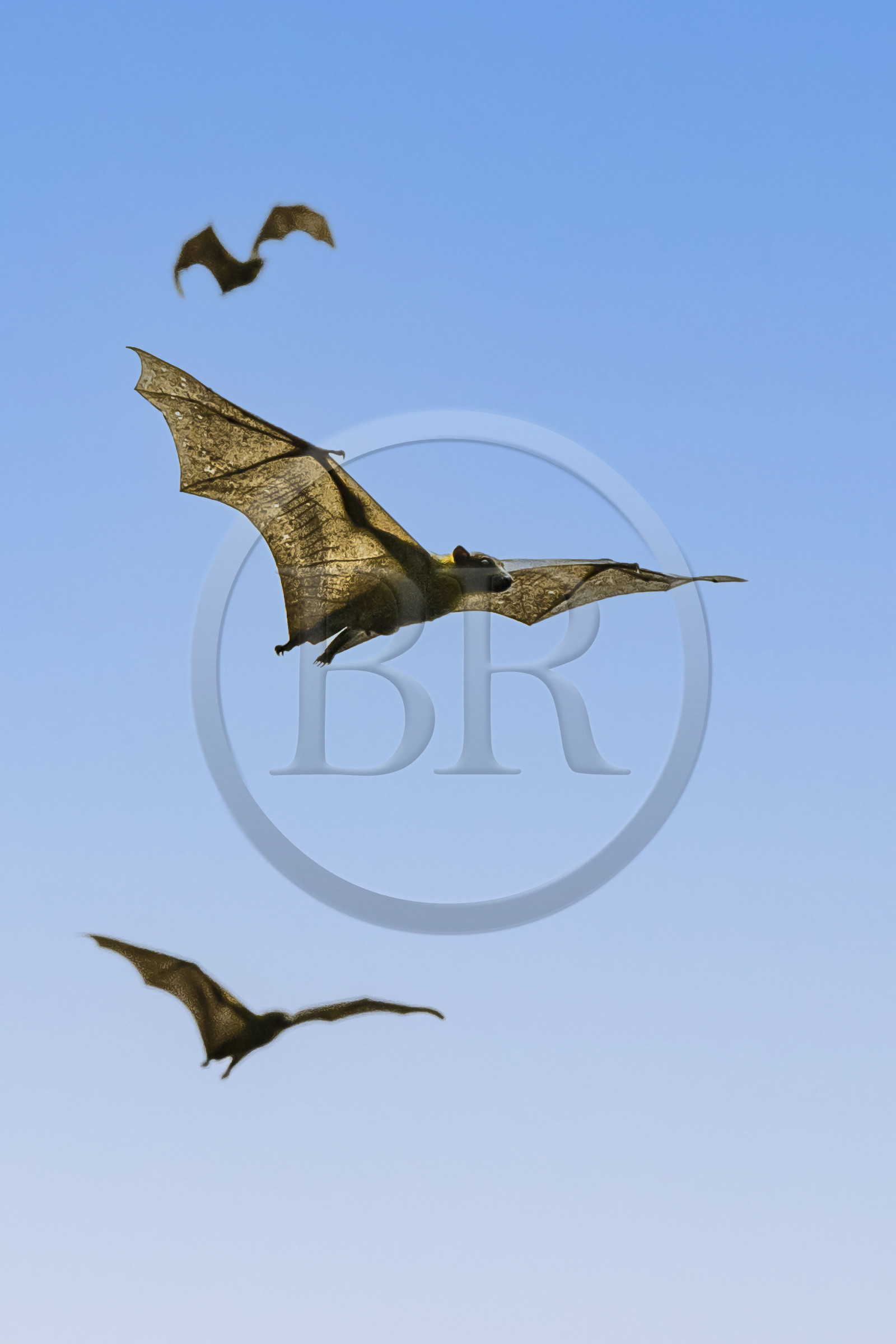 Rwanda, Province de l’Ouest, Karongi (anciennement nommée Kibuye), lac Kivu, Ile Napoléon ou Tembabagoyi, Roussette paillée africaine ou Roussette des palmiers africaine ou Roussette jaune (Eidolon helvum)