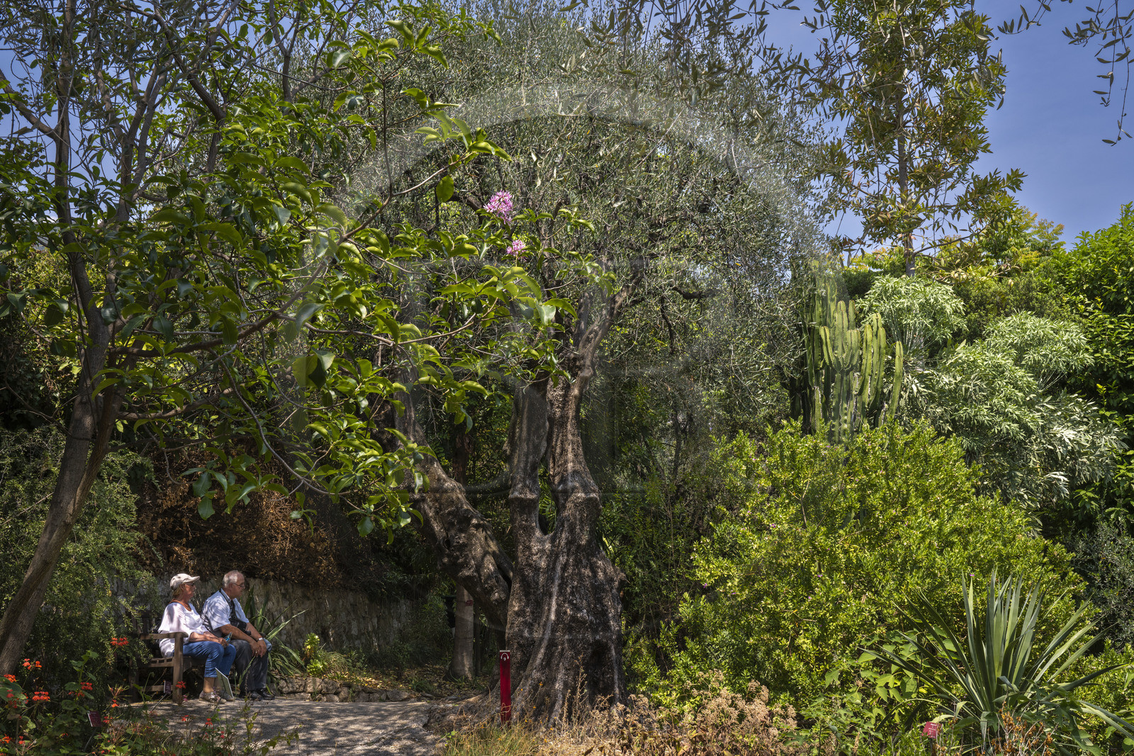 France, Alpes-Maritimes (06), Menton, Jardin botanique exotique du Val Rahmeh